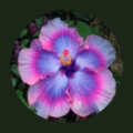 Profile picture of GreenEyedGirl