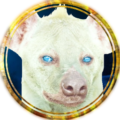 Profile picture of Swedish Hyena