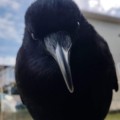 Profile picture of Deimos