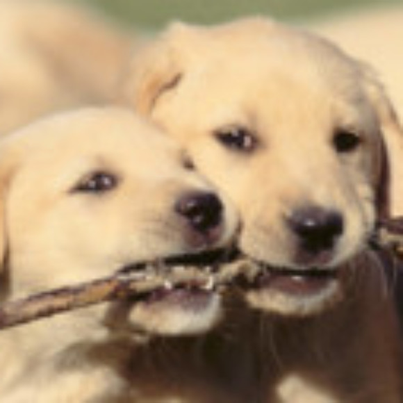 Group logo of Dog Lovers