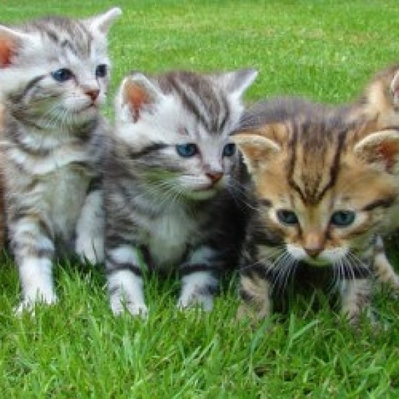 Group logo of Cat Lovers