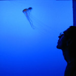 jellyfish-and-i