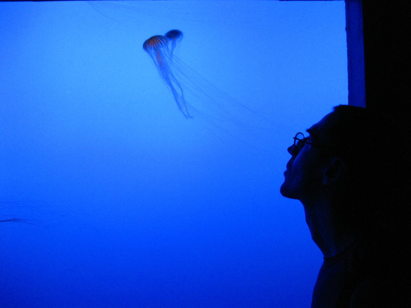 jellyfish-and-i